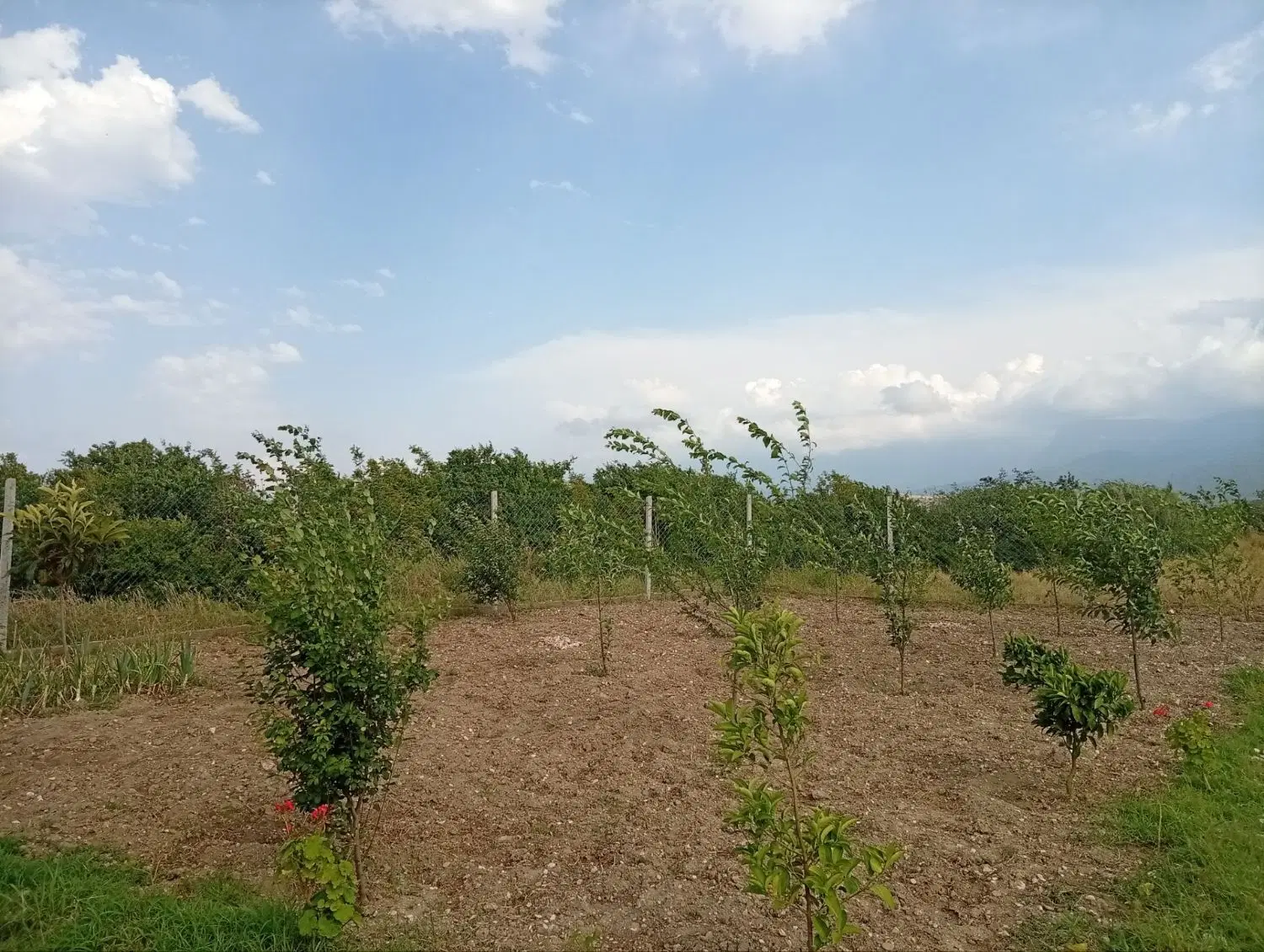 زمین باغی