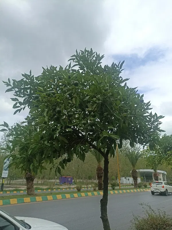 اجاره منزل