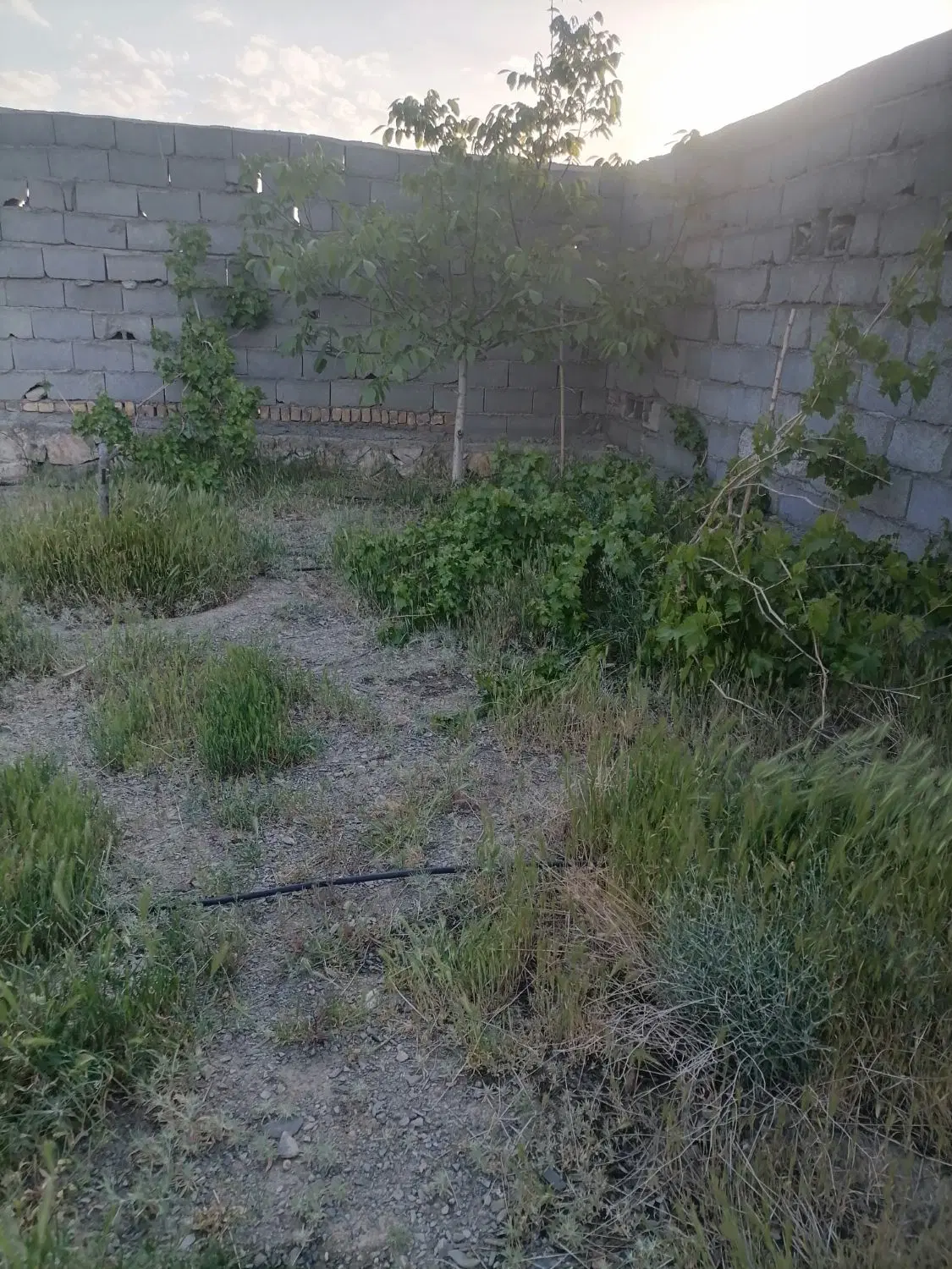 باغ درکاهو