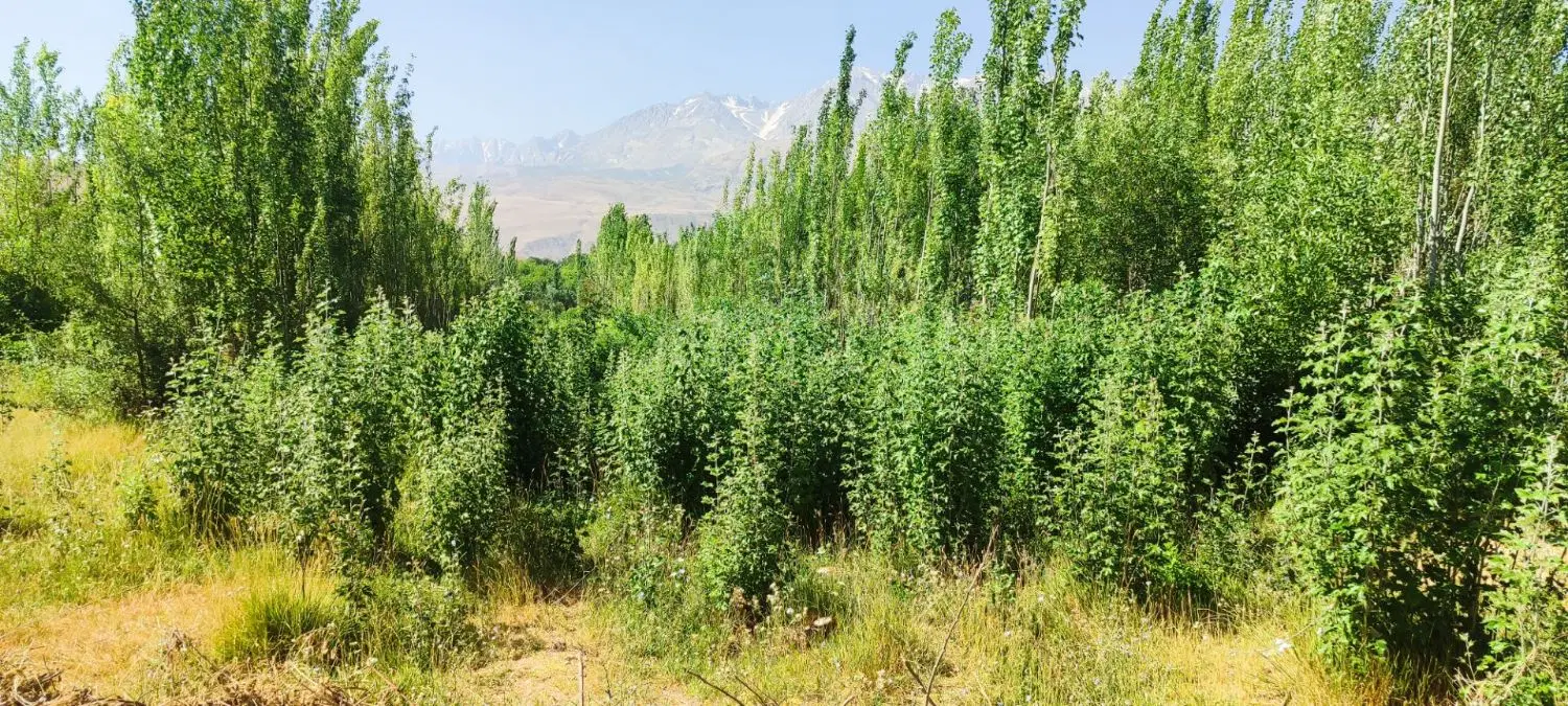 زمین ویلا باغ