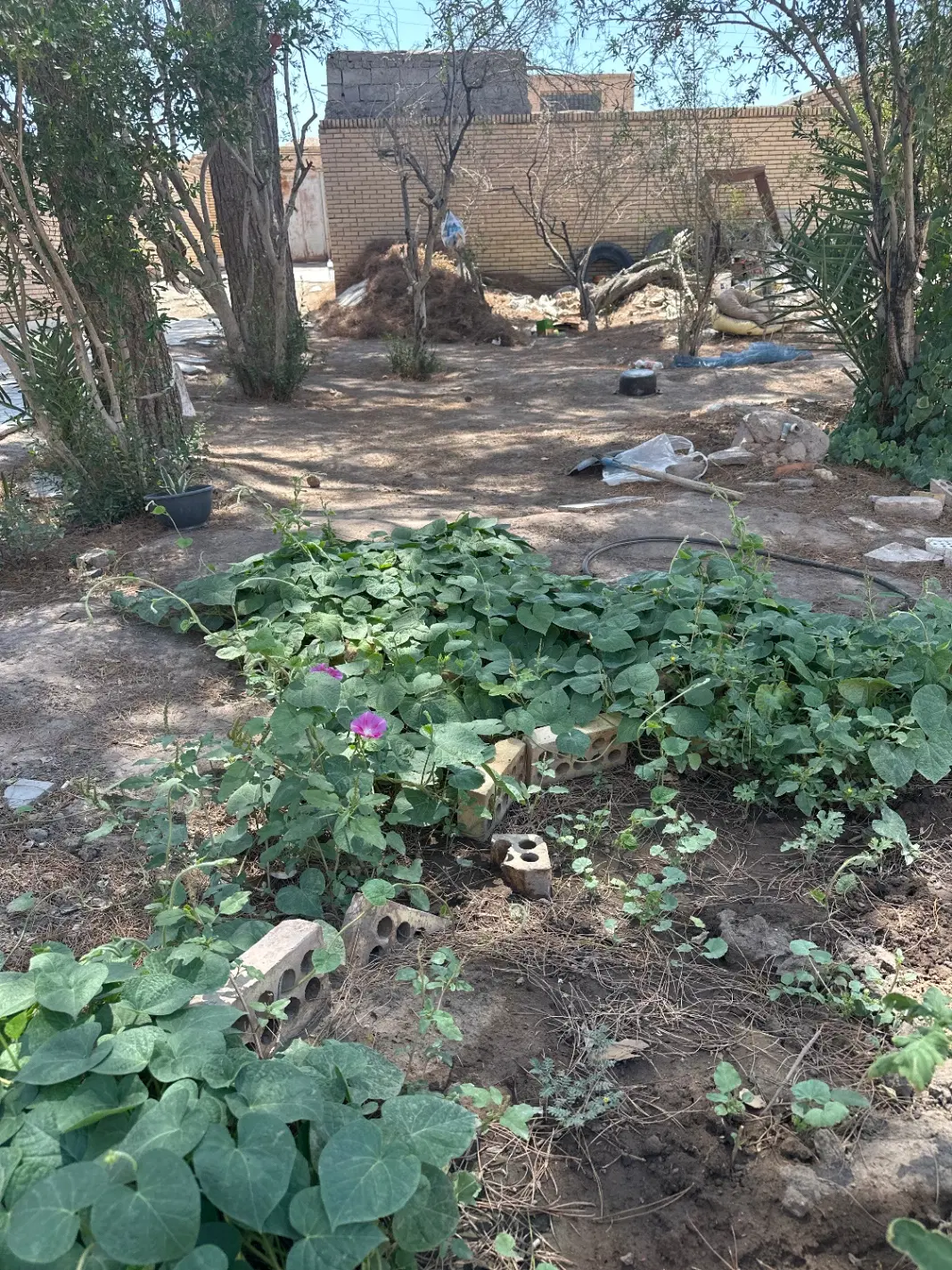 رهن واجاره