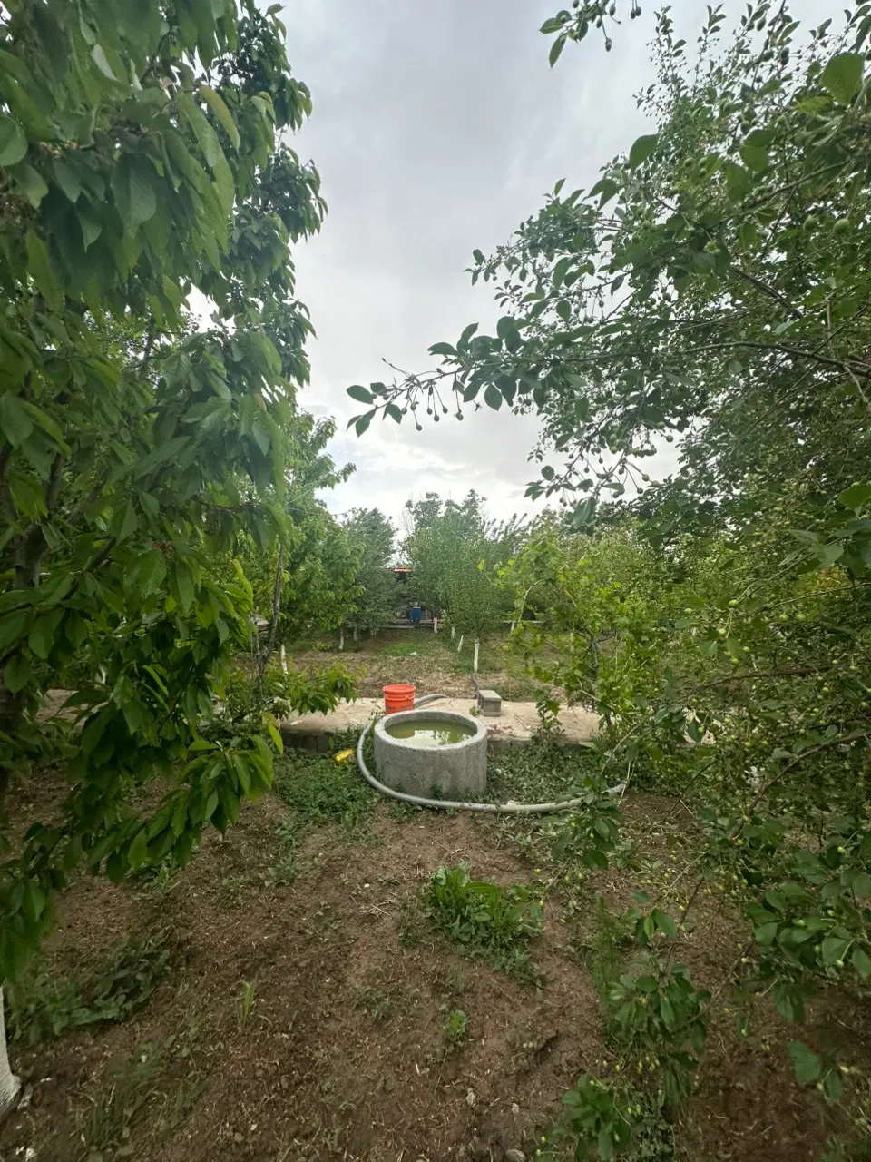 فروش باغچه