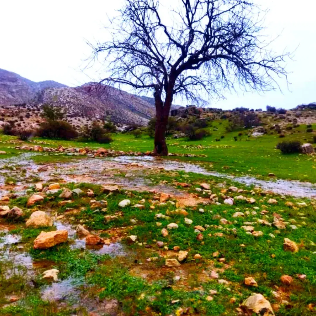 فروشی