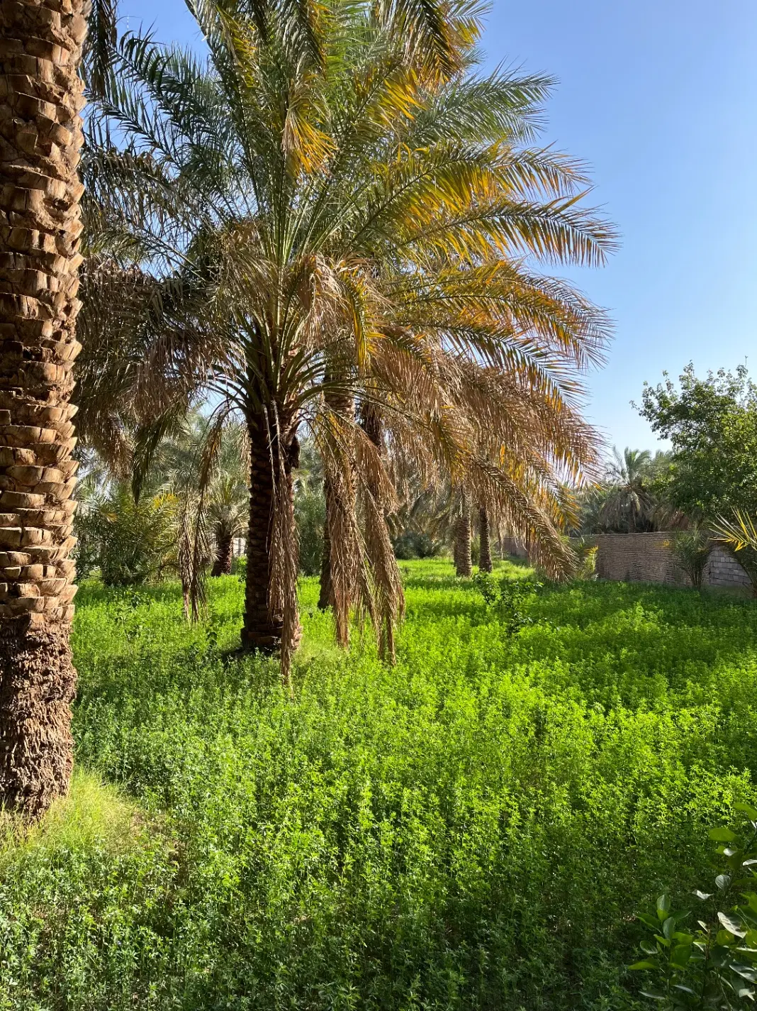 ۱۲۵۰ متر باغ درخت خرما