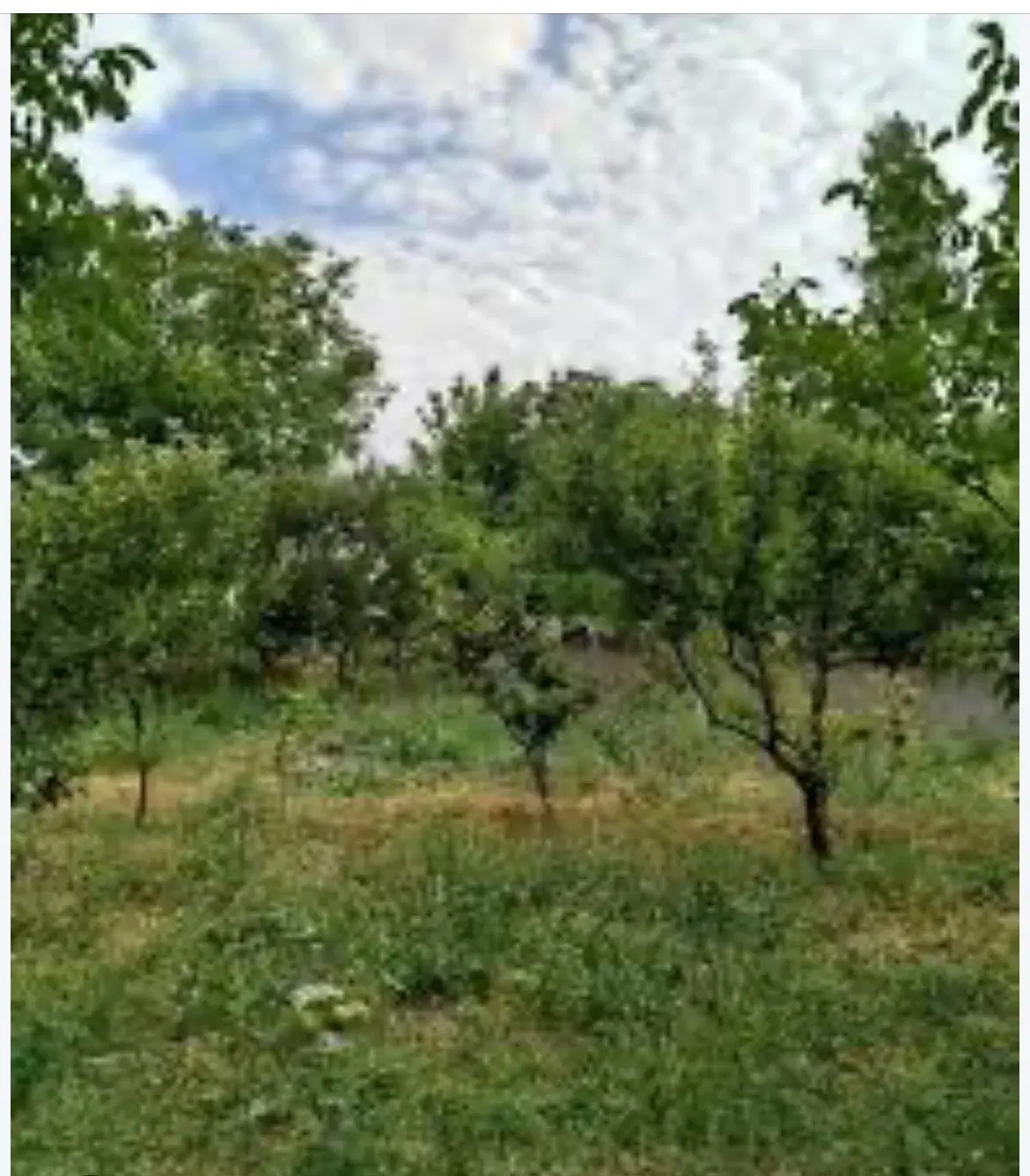 باغ فروشی چندار