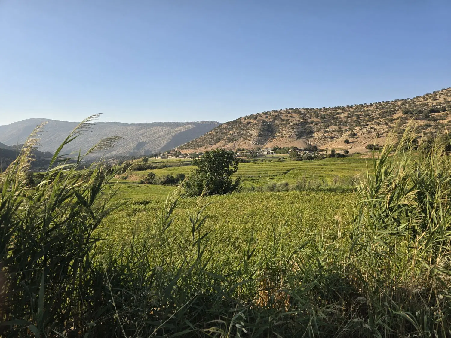 زمین واگذاری شهرداری