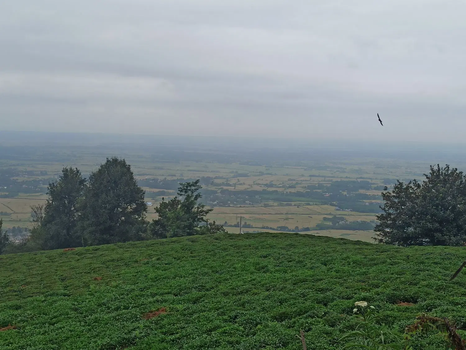 زمین باغی