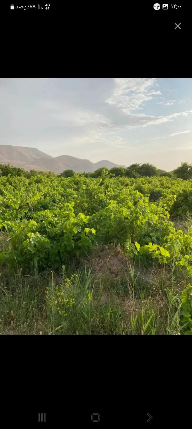 باغ درروستای نیوشت