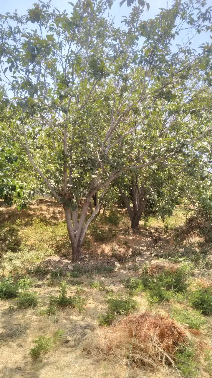 باغ