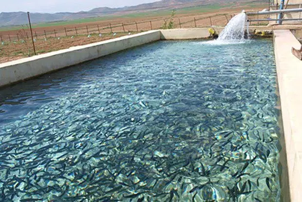 نیازمند سرمای گذار در شیلات پرورش ماهی با آب چشمه