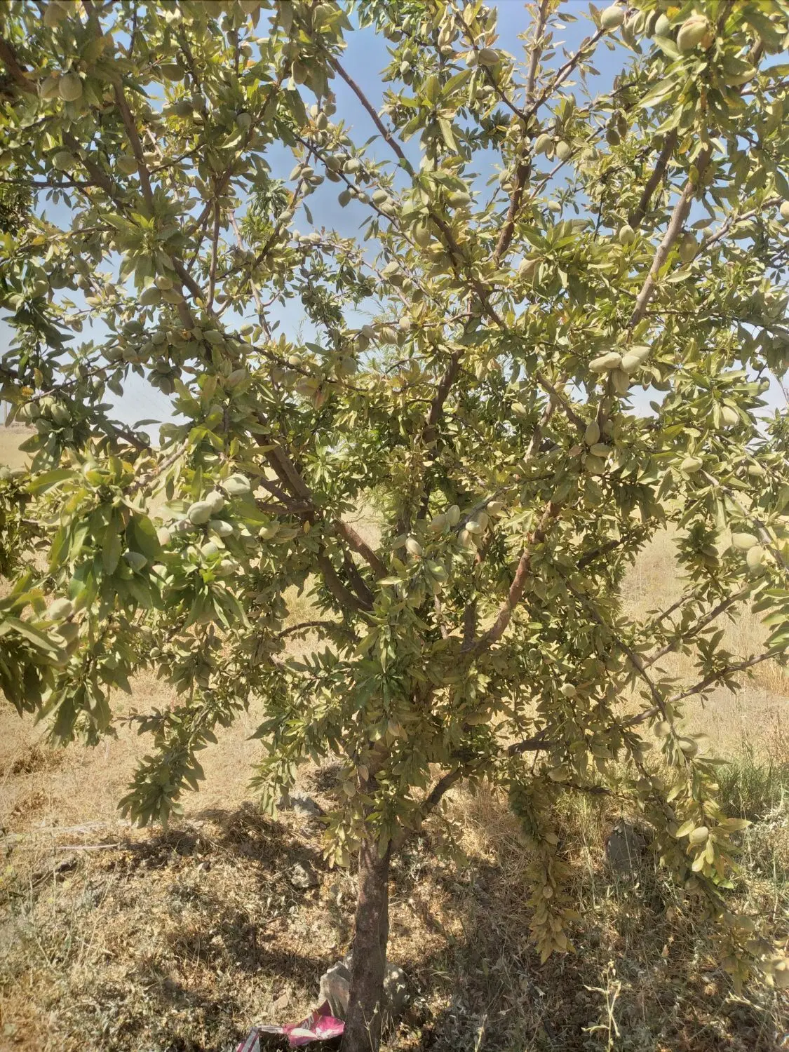 ۴۷۰۰مترزمین وباغ
