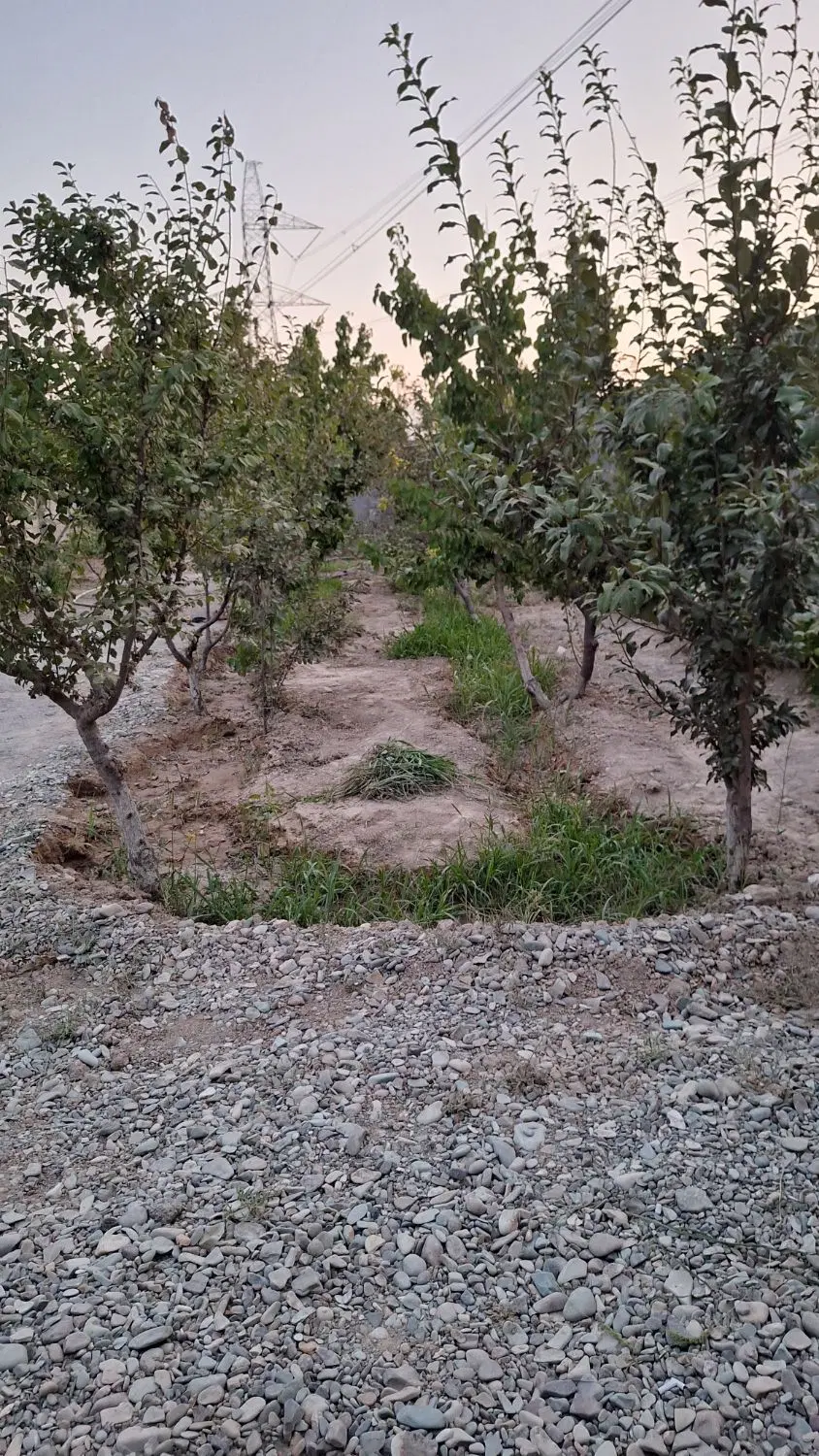 فروش باغچه