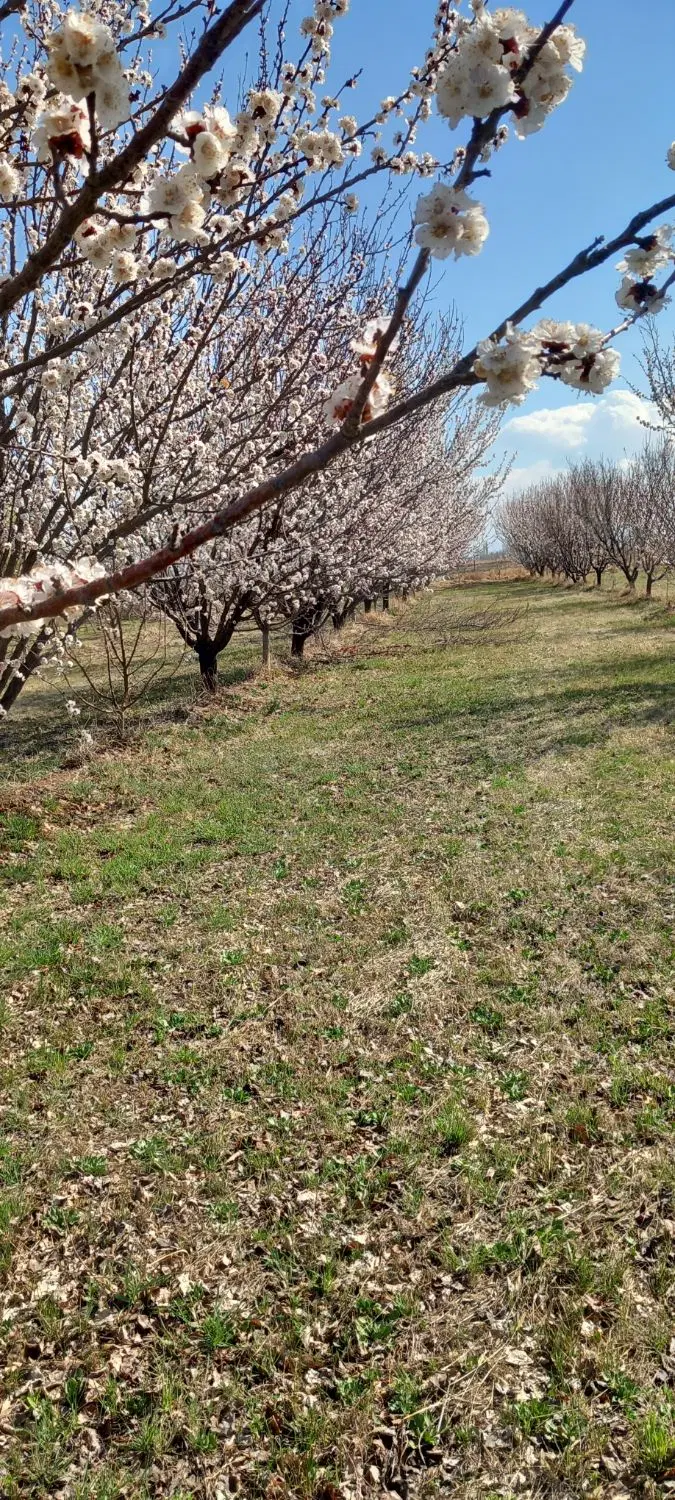 باغ مرندروستای قراجه محمد
