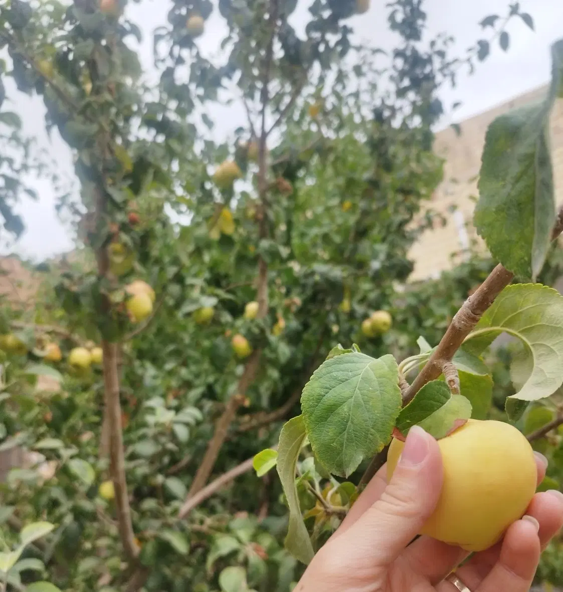 ملک شمالی جنوبی در شهدای منا،خ نیستان