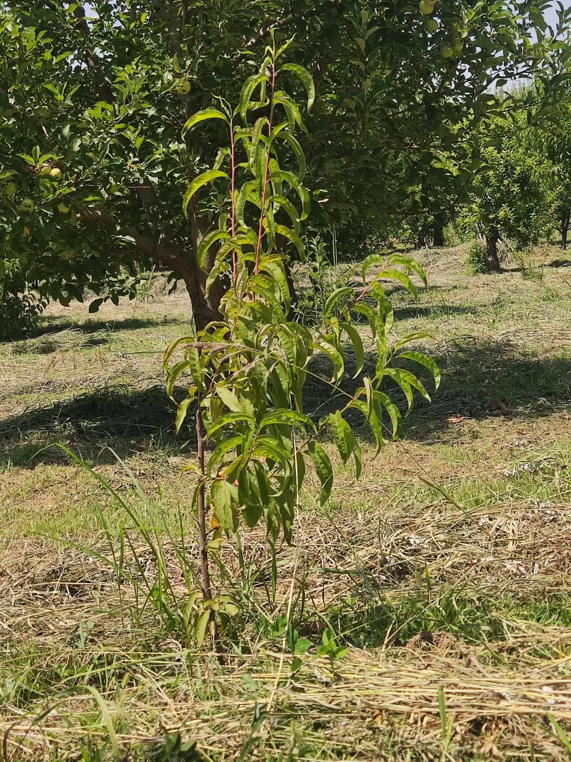 باغ ۷۰۰متری