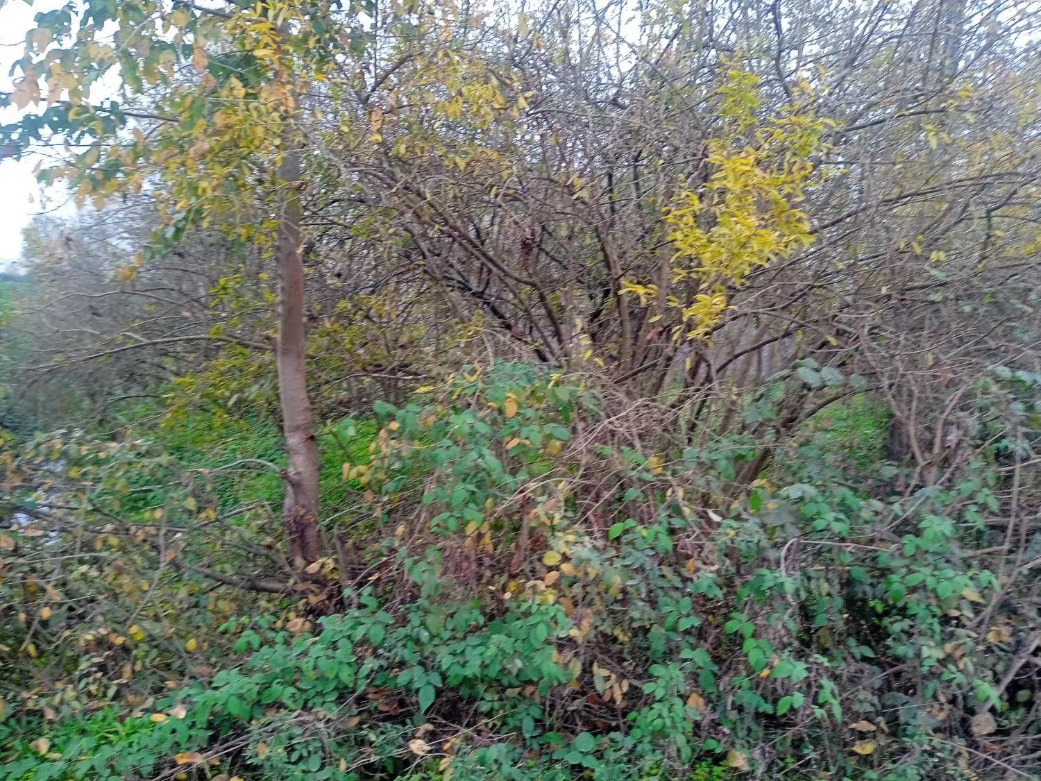 زمین مسکونی