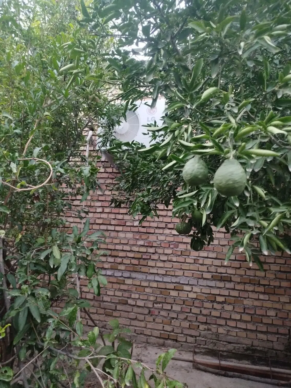 زمین آزادشهر پشت هتل عجم خیجی
