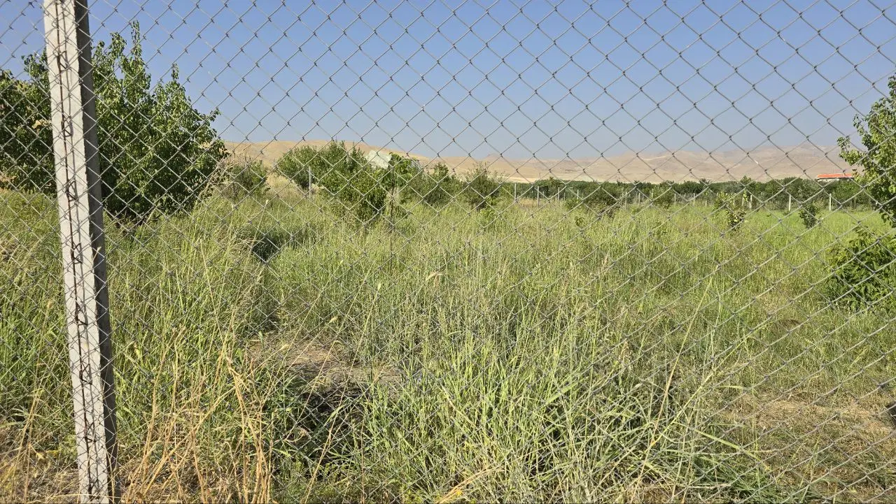 باغی نوبرانه در هولاسو