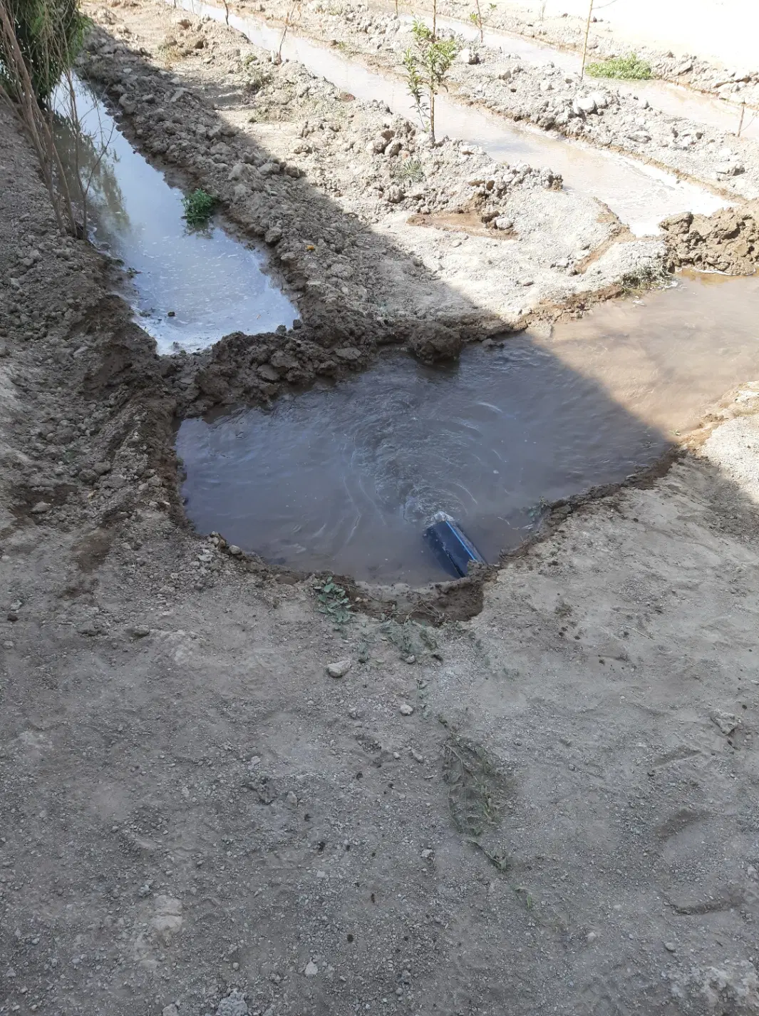 باغ محدوده صفادشت(ارسطو)