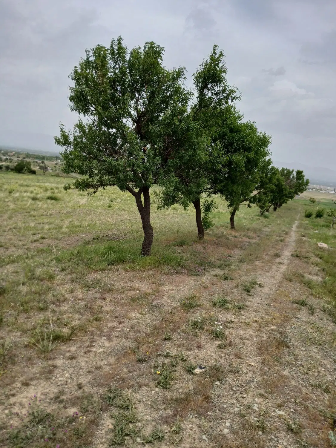۲ هکتار زمین کشاورزی دیمی نزدیک شهرک شهید مردانی