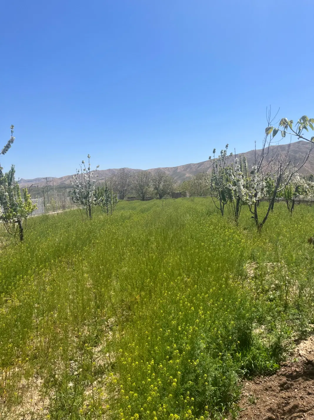 فروش باغ حاشیه جاده فیروزه