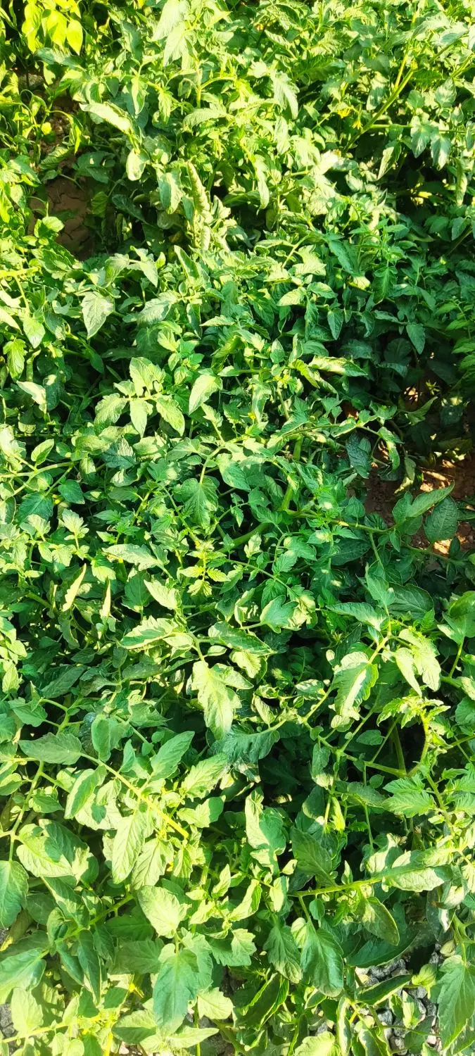 اجاره زمین آبی برای زراعت