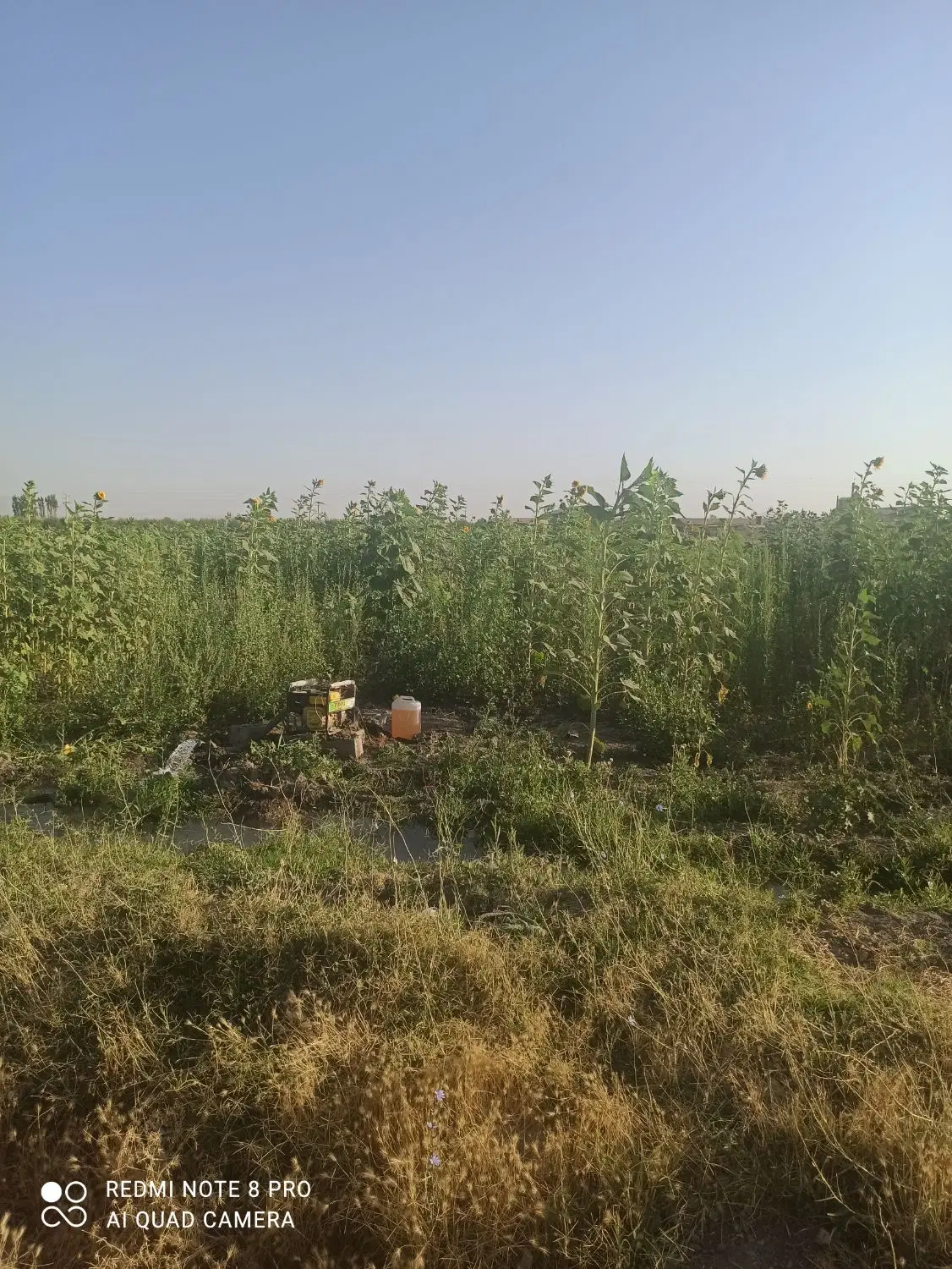 اجاره زمین کشاورزی