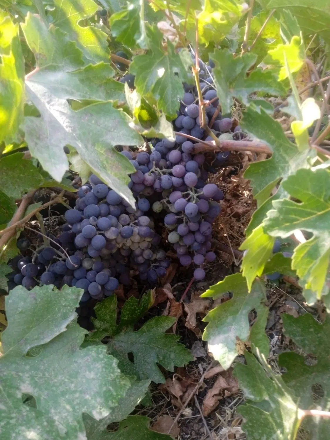 باغ برای فروش