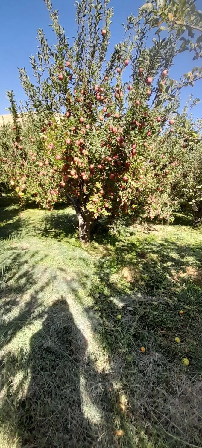 باغ شیخ میری سادات