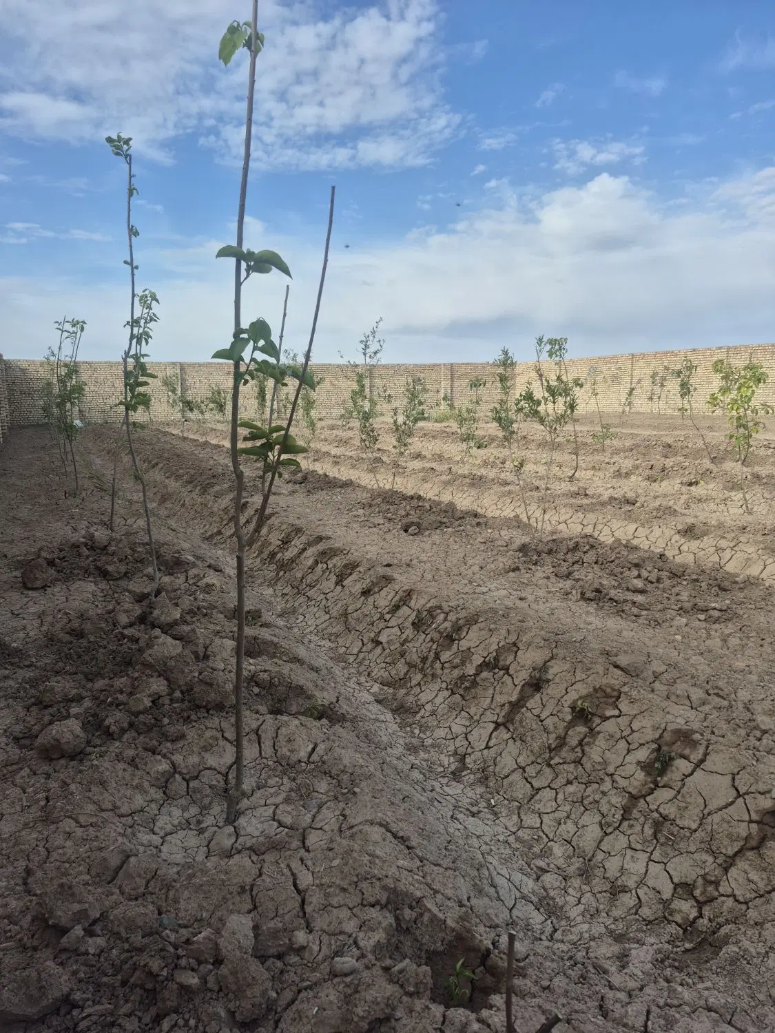 1400 متر زمین چهار دیواری نهال کاری شده
