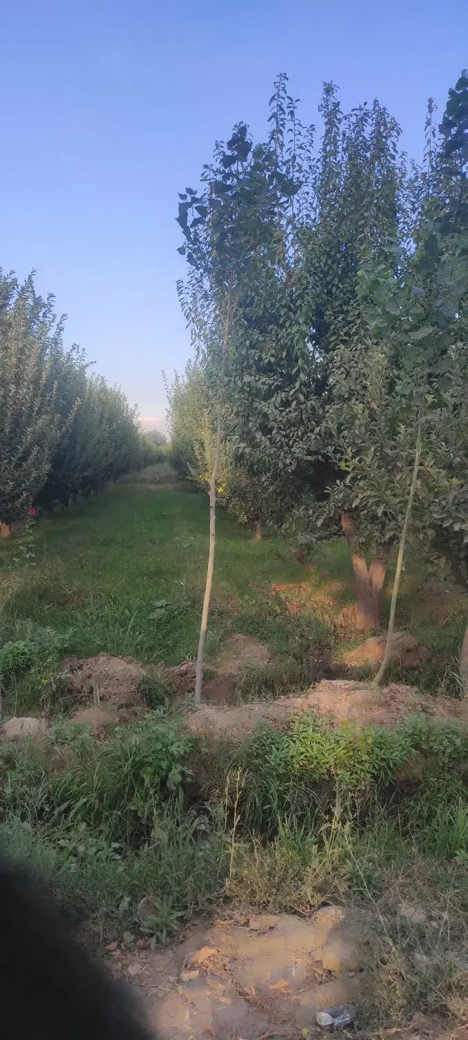 باغچه الوان
