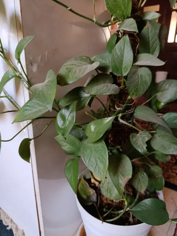 مغازه خیابان آذر جنب کوچه ۴