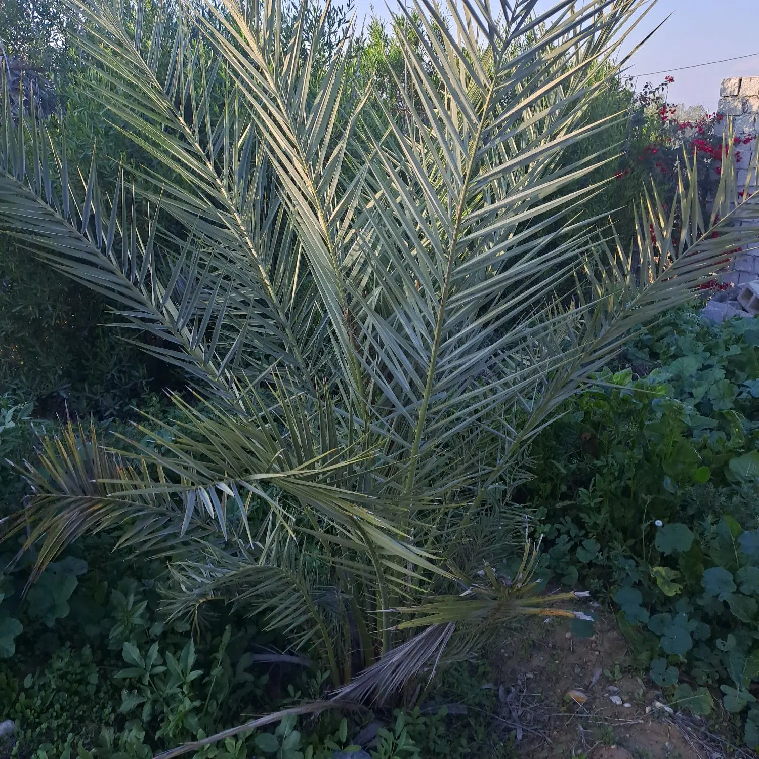 فروش زمین خونه باغ