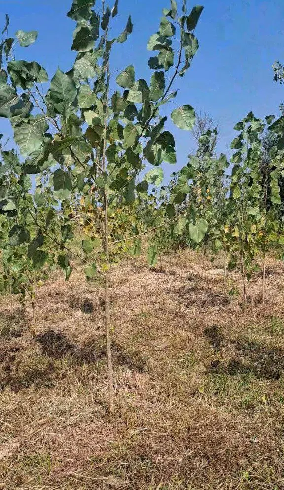 زمین باغی فروشی