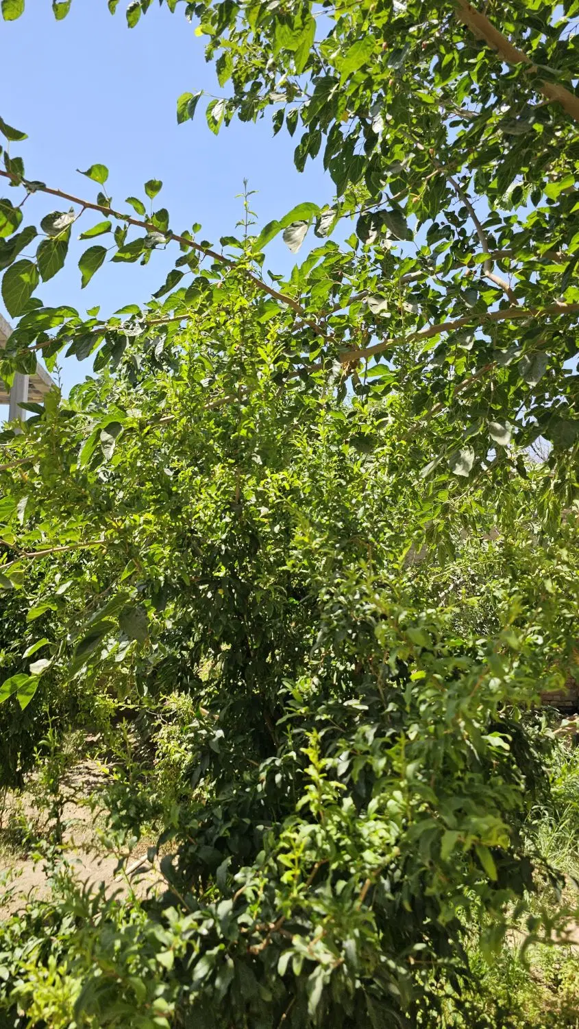 باغ چهاردیواری