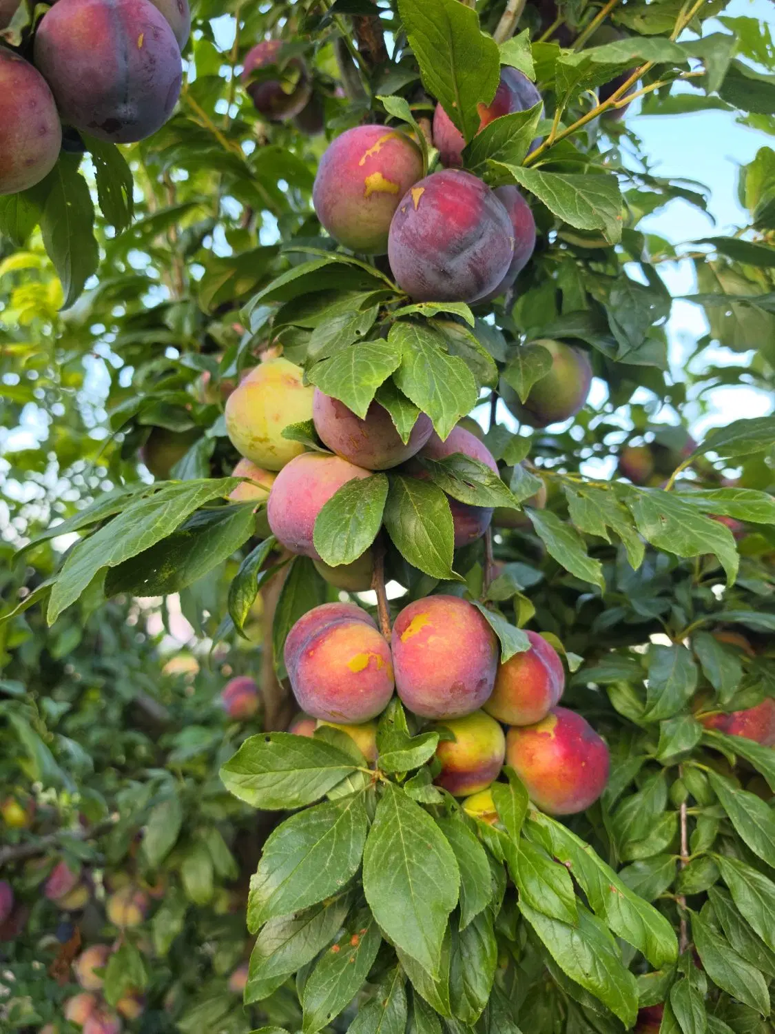 ۶.۵ هکتار اول کانال ال