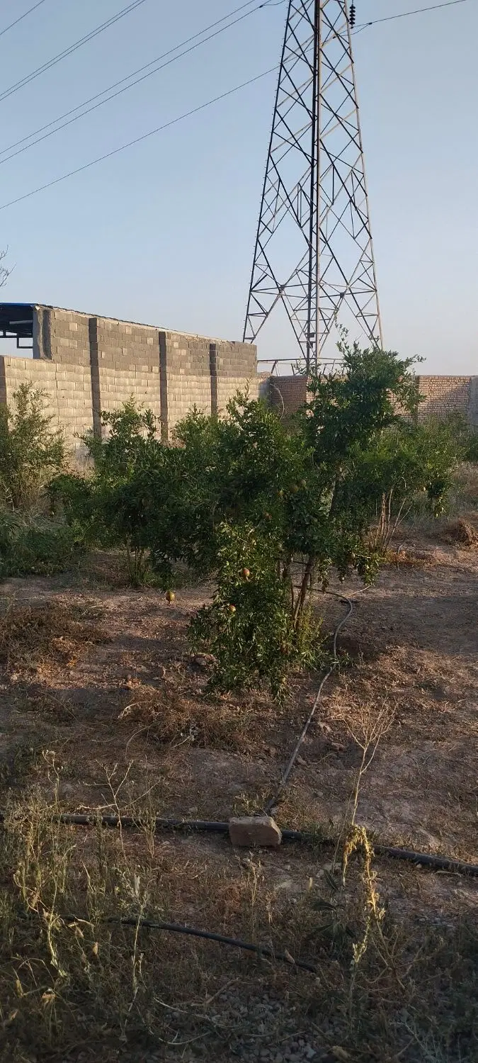 باغچه ۵۵۰ متر سند تک برگ تغییر کاربری دارد