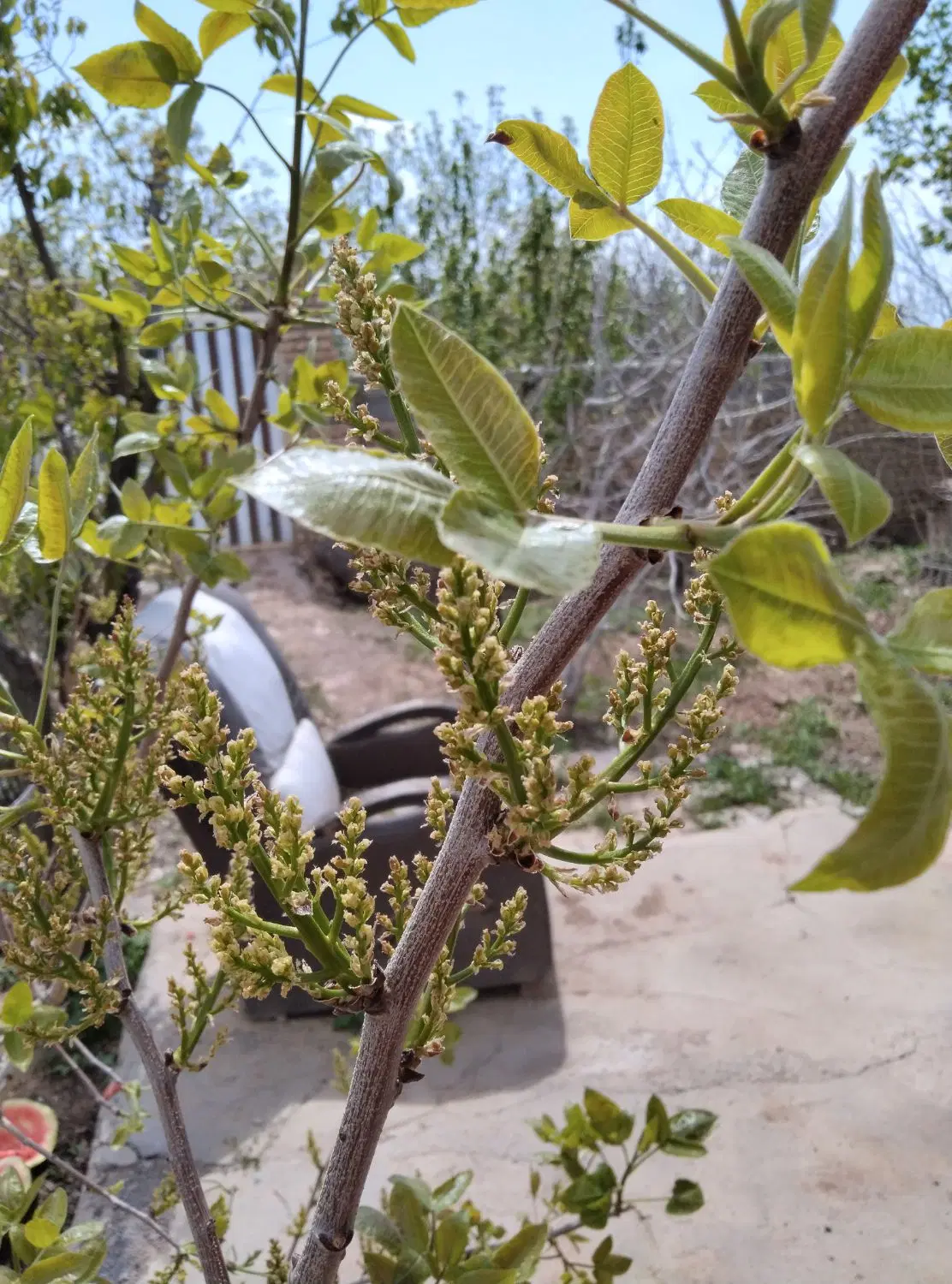 باغ پسته وانگور