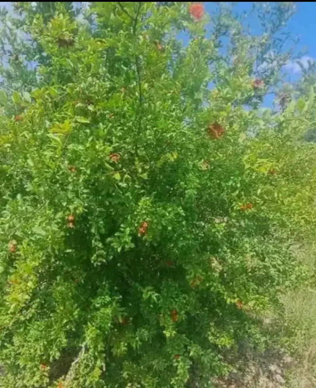 فروش زمین مسکونی در روستای نوده ملک