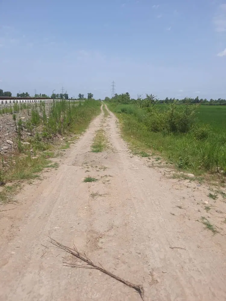 شالیزار
