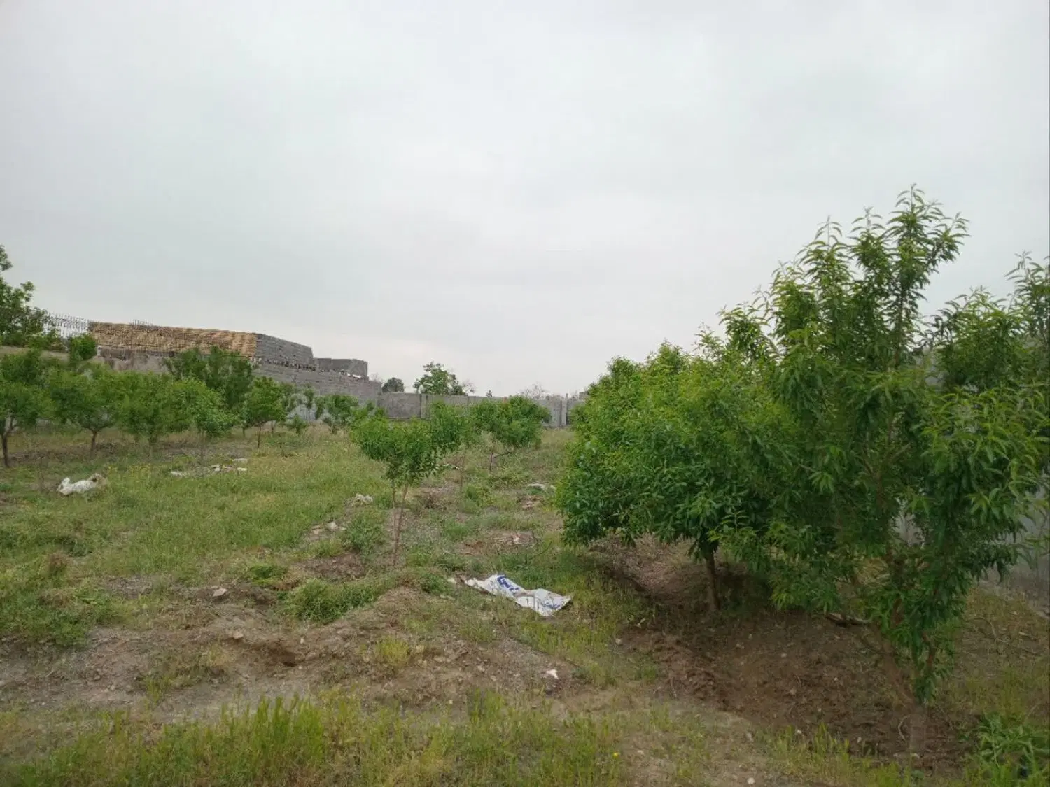 فروش زمین باغی در کاهو
