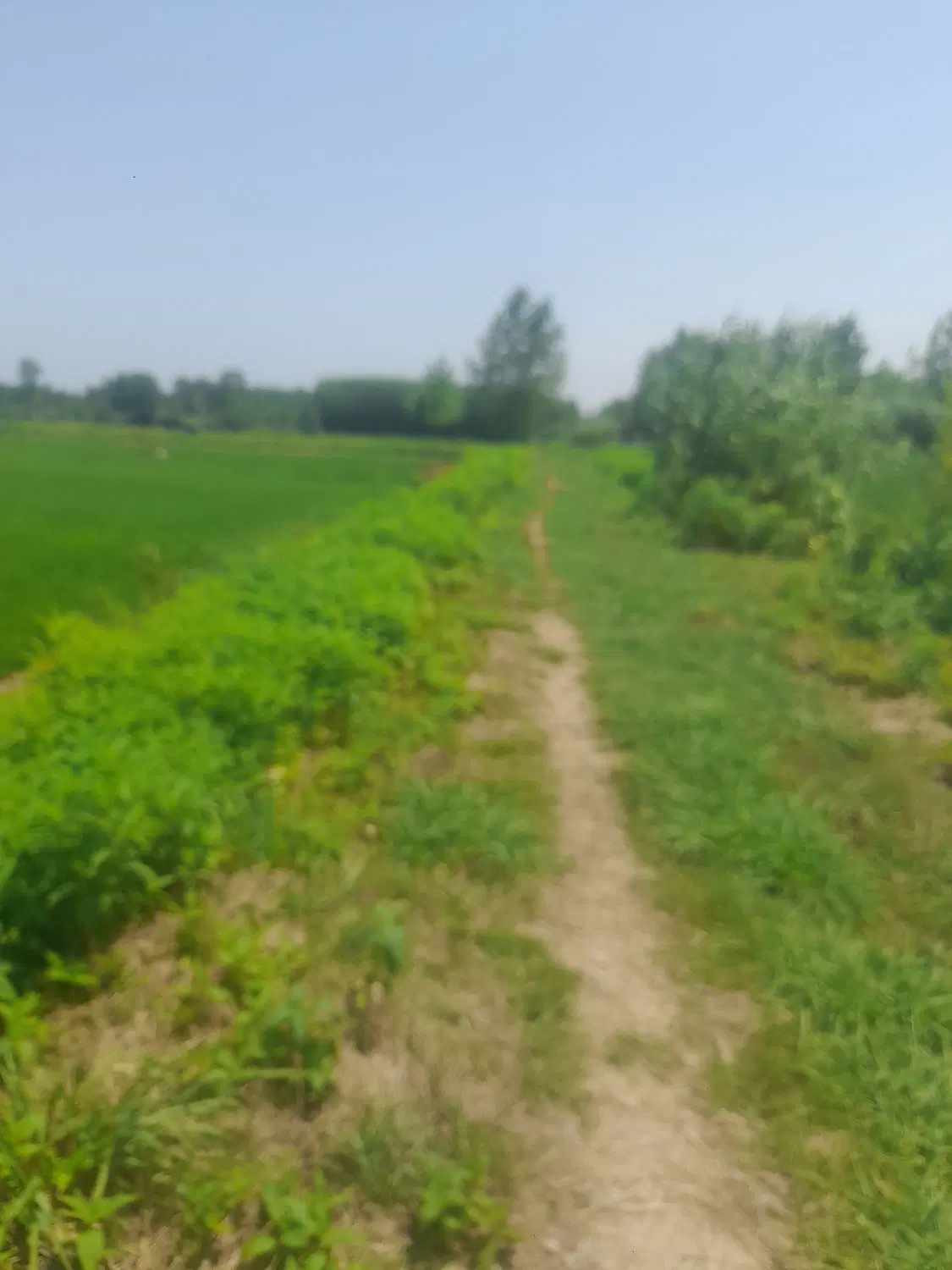 مزرعه میکانیزه نزدیک خیابان اصلی جاش عالی