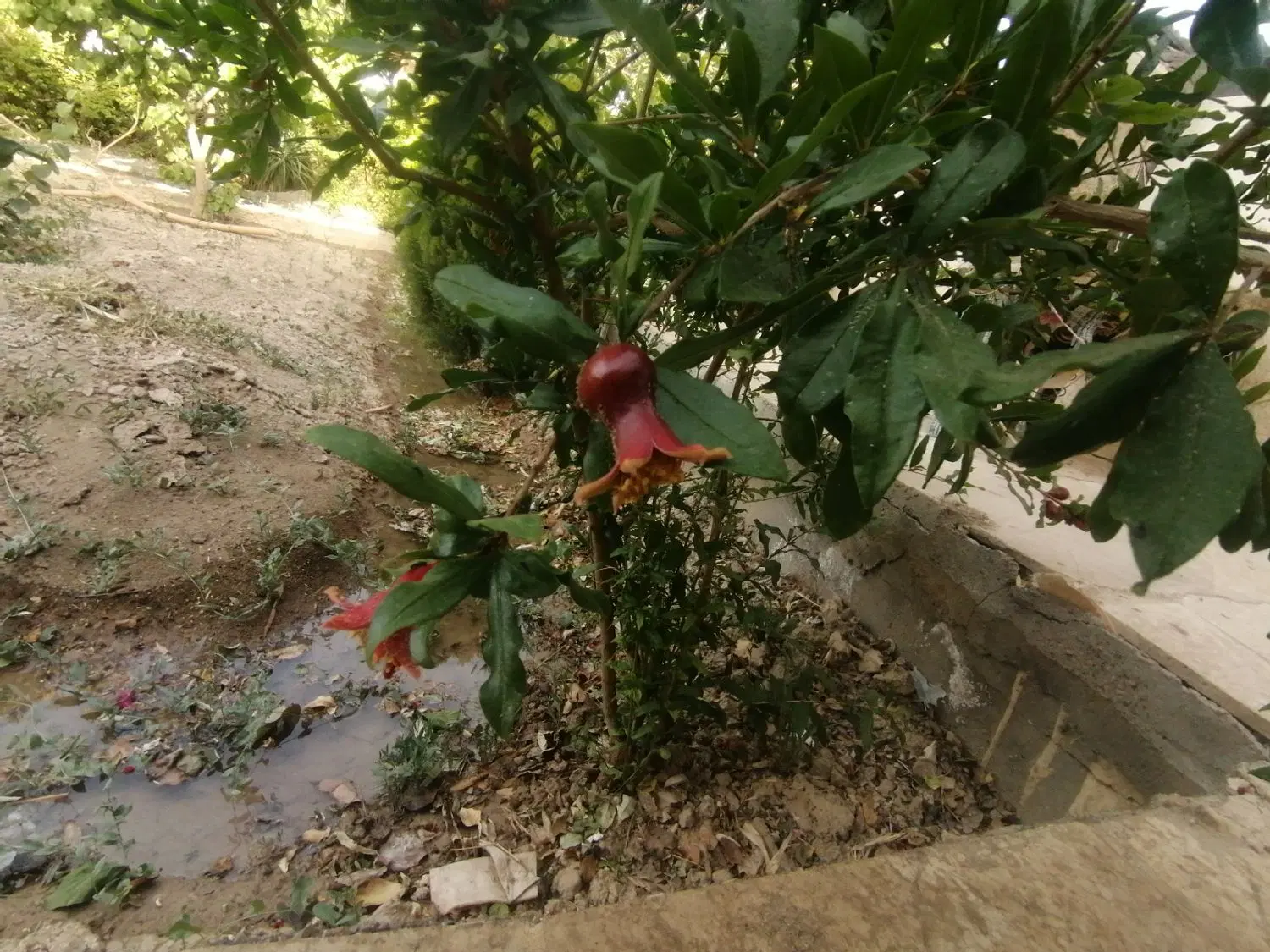 فروش باغ روستای سرسبز حصارقاجار