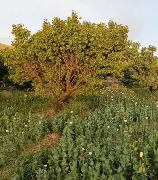 باغ با درختان زیبا و با ثمر  در دهستان حشمت اباد