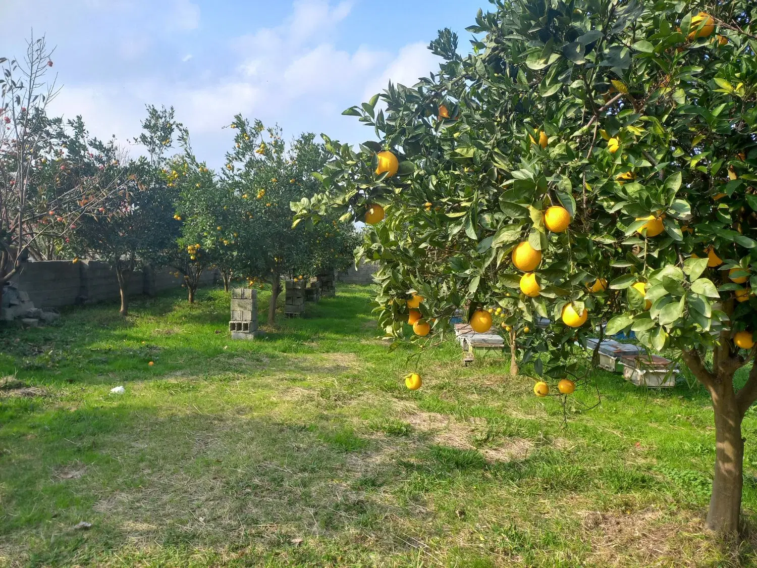 باغ ویلایی نیمه کاره