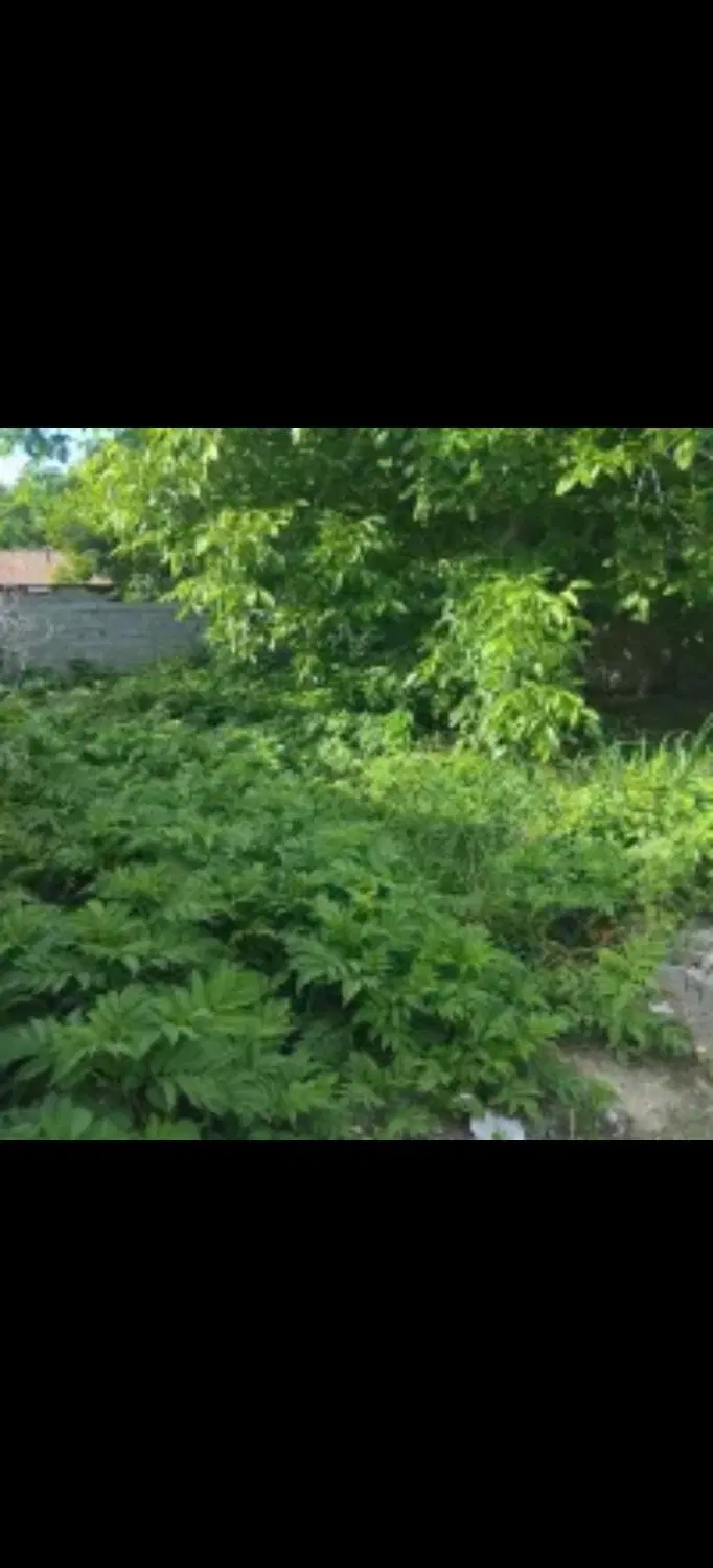 فروش زمین مسکونی روستایی