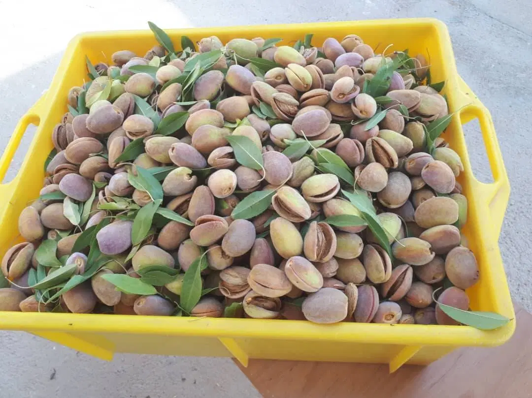ویلا ۲۸۰۰ متری سیخ دارنگون مجموعه هزار باغ
