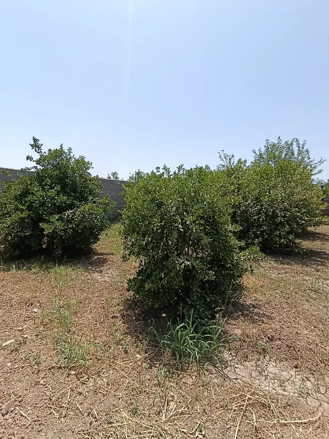 فروش باغ باغچه