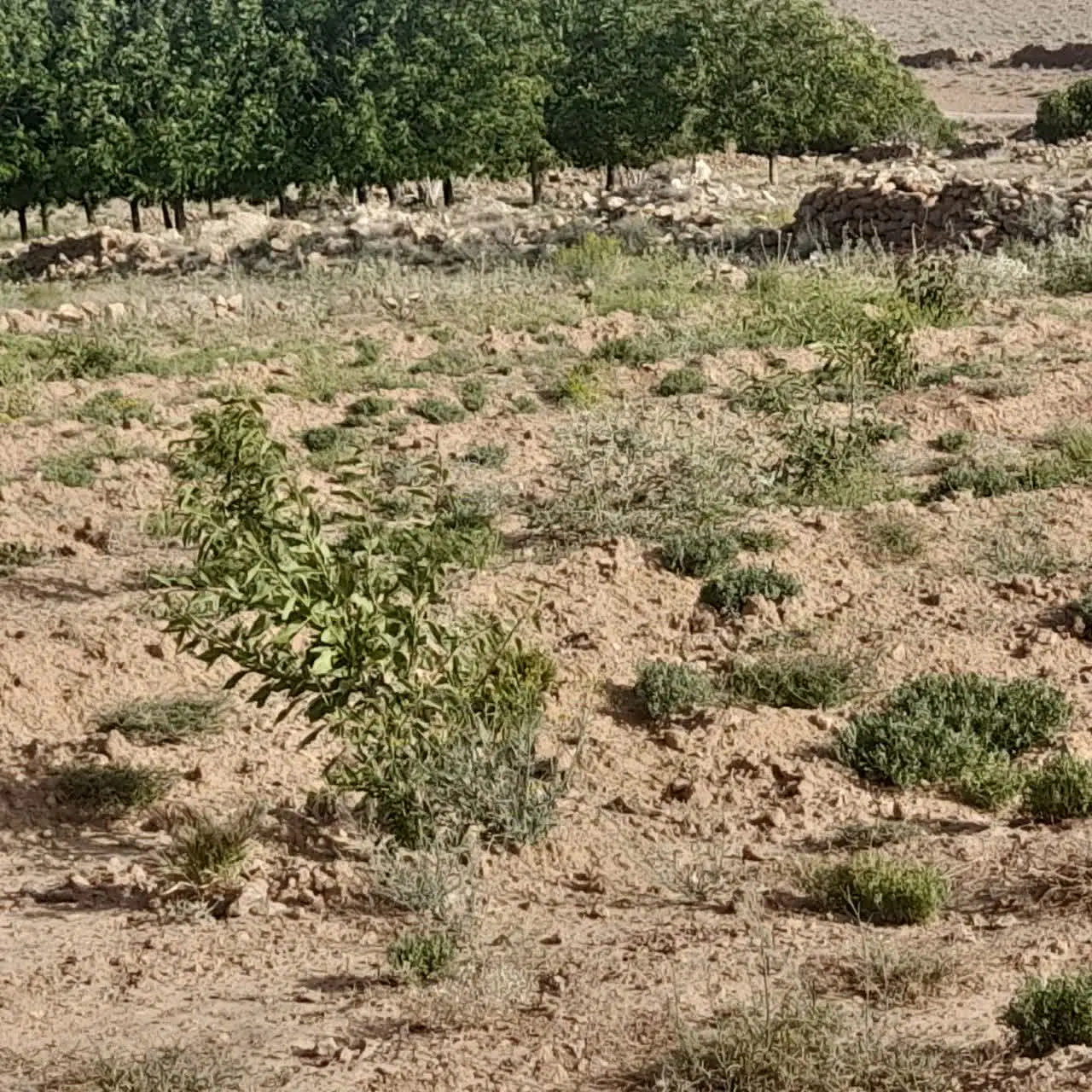 زمین باغ۹۷۰متر باآب یه ربع