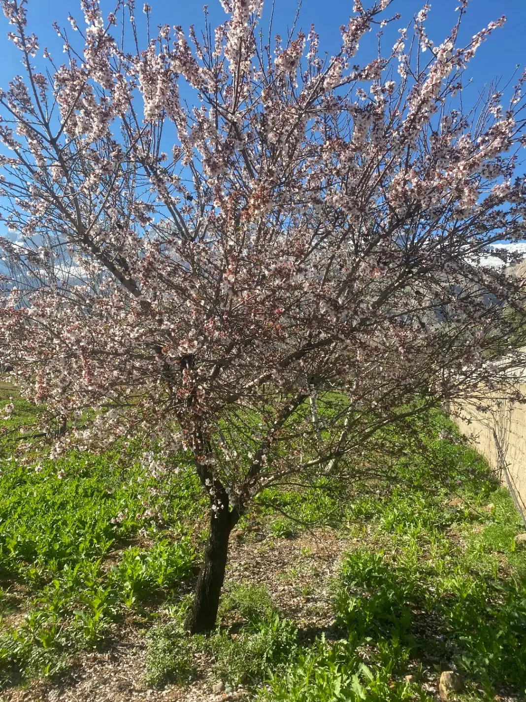 باغ و مغازه تجاری
